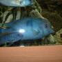 freshwater fish - cyrtocara moorii - blue dolphin cichlid stocking in 90 gallons tank - Moori