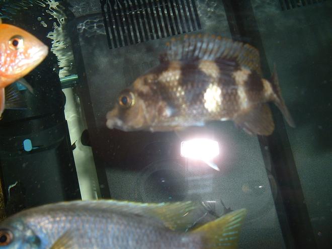 freshwater fish - nimbochromis livingstonii - livingstoni stocking in 90 gallons tank - VC10 MILLOMO