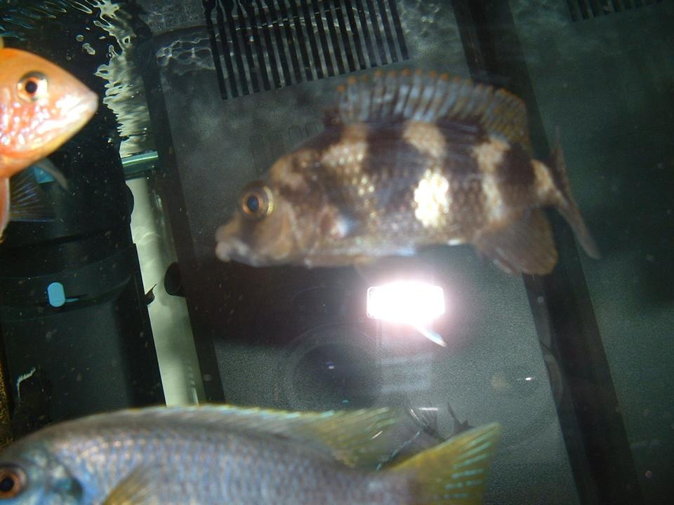 freshwater fish - nimbochromis livingstonii - livingstoni stocking in 90 gallons tank - VC10 MILLOMO