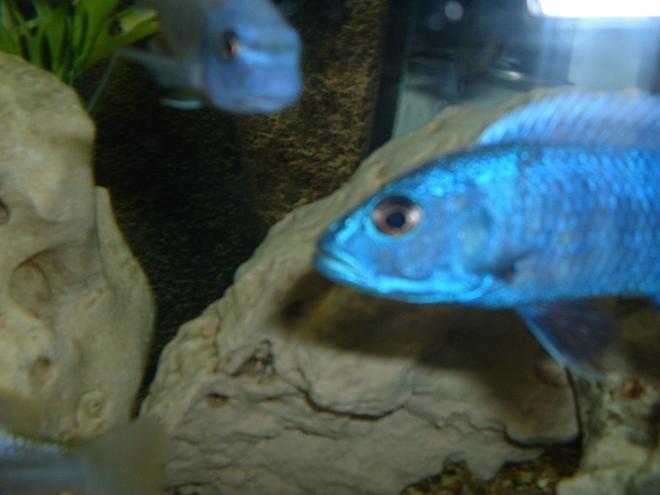 freshwater fish - sciaenochromis fryeri - electric blue hap stocking in 90 gallons tank - Electric blue ahli
