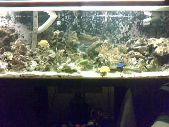 130 gallons saltwater fish tank (mostly fish, little/no live coral) - 130 gall