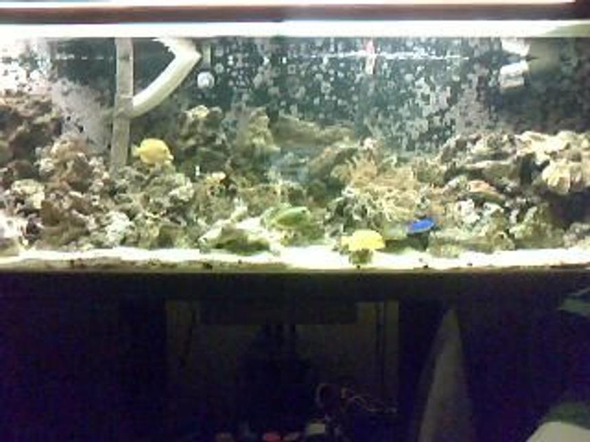 Rated #42: 130 Gallons Saltwater Fish Tank - 130 gall