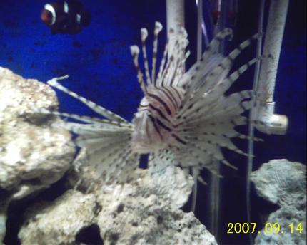 saltwater fish - dendrochirus zebra - dwarf/zebra lionfish stocking in 130 gallons tank - my fish only tank
