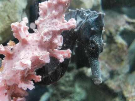 saltwater fish - hippocampus erectus - black seahorse stocking in 30 gallons tank - My Colt 3, Hippocampus Erectus