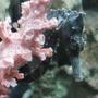 saltwater fish - hippocampus erectus - black seahorse stocking in 30 gallons tank - My Colt 3, Hippocampus Erectus