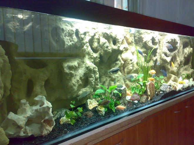 132 gallons freshwater fish tank (mostly fish and non-living decorations) - Mbuna setup