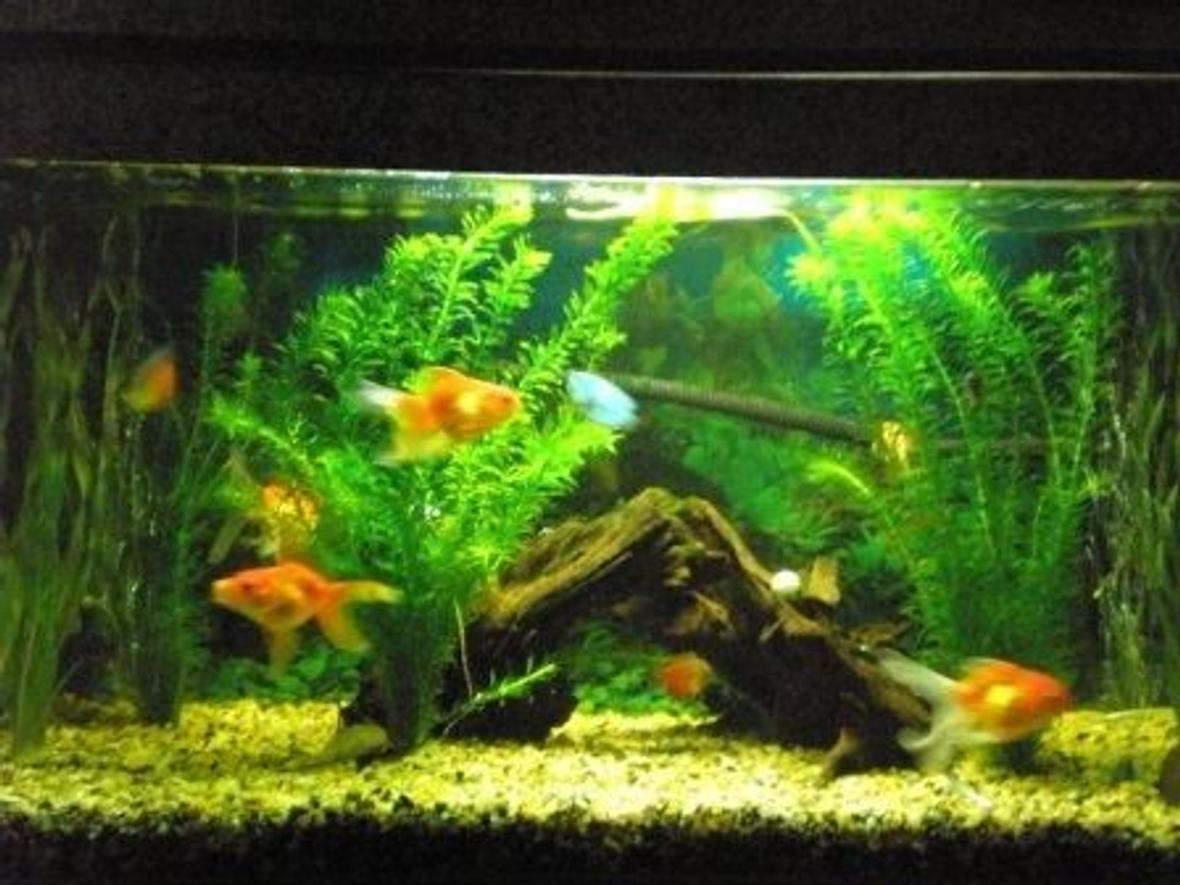 5 gallons planted tank (mostly live plants and fish) - Gold nuggets with streaks of blue and red. :-)