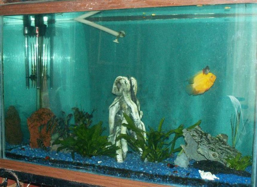 Rated #4063: 110 Gallons Freshwater Fish Tank - 110 Gal