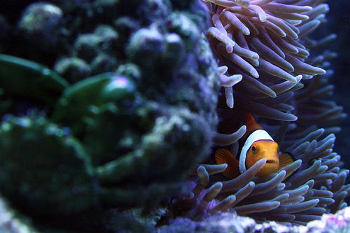 saltwater fish - amphiprion percula - true percula clownfish stocking in 29 gallons tank - Peek-a-boo Nemo. Notice the Green Emerald Crab in the front