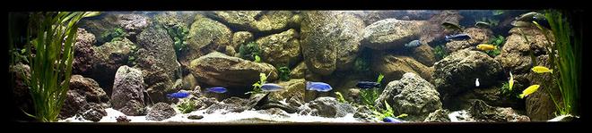 160 gallons freshwater fish tank (mostly fish and non-living decorations) - My Mbuna tank