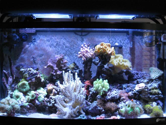 46 gallons reef tank (mostly live coral and fish) - 46 Gallon Bow mixed sps, lps, softies, zoanthid and mushroom reef with 35 corals total, purple serpent star, peppermint shrimp, emerald crab, various blue legged crabs and astrea snails. Fish - Solarensis Wrasse, Oscellaris Clownfish, Bicolor Blenny, Green Spotted Mandarin. 65 lbs of LR and 15lbs of LS. 2 x 150 watts of 14,000K Phoenix bulbs Sunpod. Aqua C Remora Skimmer, 3 Hydor Koralia 1's.