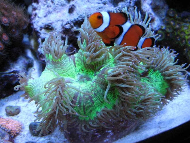 corals inverts - catalaphyllia jardinei - elegance coral stocking in 46 gallons tank - Elegance hosting my Oscellaris Clownfish