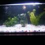 13 gallons freshwater fish tank (mostly fish and non-living decorations) - Tank