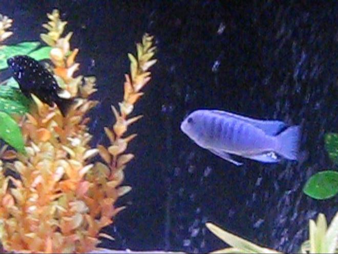 freshwater fish - tropheus duboisii - duboisi cichlid stocking in 120 gallons tank - big boy