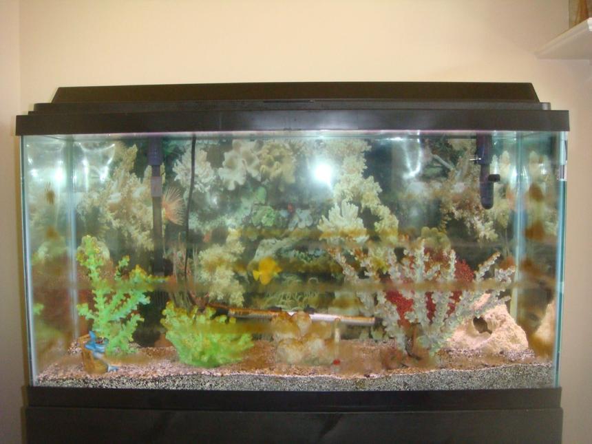 Rated #50: 38 Gallons Saltwater Fish Tank - new and first tank