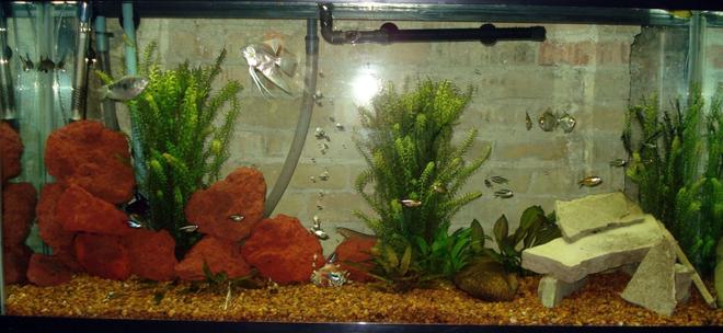 60 gallons freshwater fish tank (mostly fish and non-living decorations) - My Community Tank, 60 gallon, ENJOY!