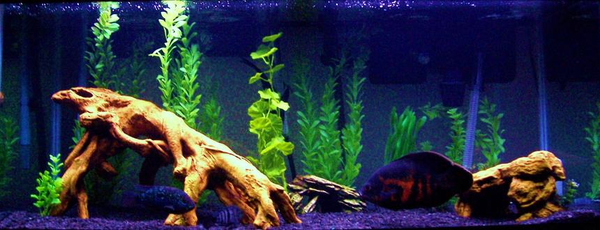 Rated #90: Freshwater Fish - Astronotus Ocellatus - Tiger Oscar Stocking In 75 Gallons Tank - 75g South American cichlids