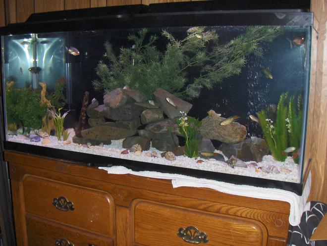 55 gallons freshwater fish tank (mostly fish and non-living decorations) - 55 Gallon Tank. Blue Paradise Gourami.  3 Red Belly Pacus, and one beautiful 6 inch pleco.  rocks from local creek.  shells to bump up PH.  artificial plants and artificial log.  tetra filter and air pump.  200W heater.