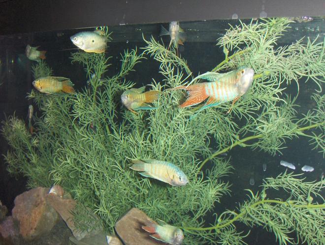 freshwater fish - macropodus opercularis - blue paradise stocking in 55 gallons tank - My Blue Paradise Gourami.