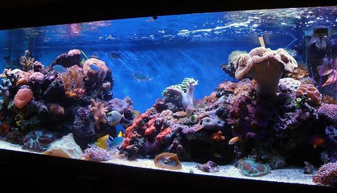 185 gallons reef tank (mostly live coral and fish) - Here is a update of the tank.