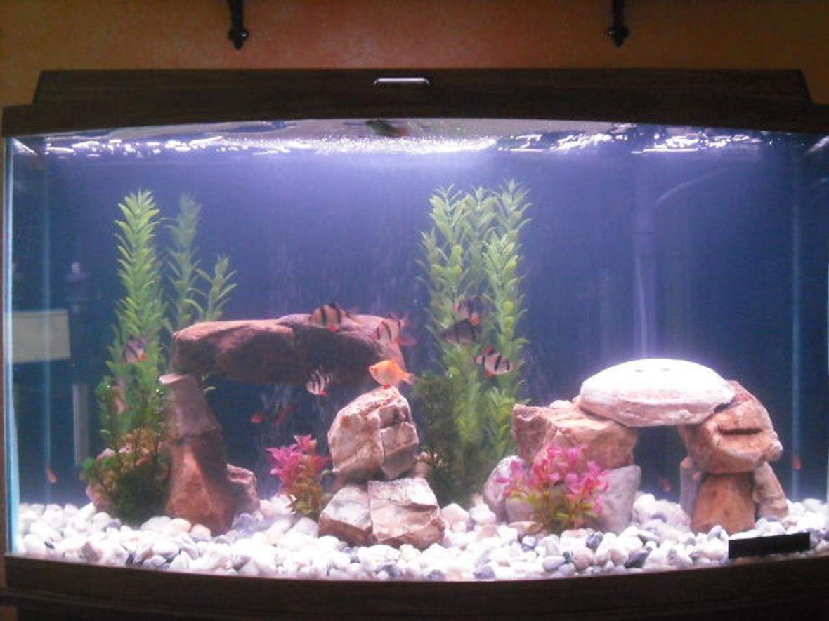 46 gallons freshwater fish tank (mostly fish and non-living decorations) - my 46 gallon bow front