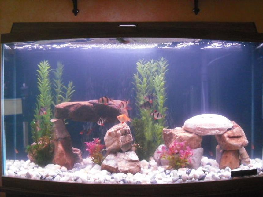 Rated #2139: 46 Gallons Freshwater Fish Tank - my 46 gallon bow front