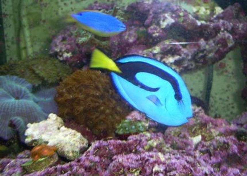Rated #35: Saltwater Fish - Paracanthurus Hepatus - Blue Tang Stocking In 125 Gallons Tank - "My Piece of the Ocean"