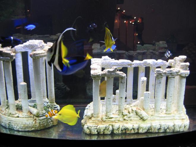 saltwater fish - heniochus acuminatus - heniochus black and white butterflyfish stocking in 72 gallons tank - 72 gallon all fish tank with greek column deco's.