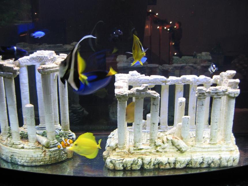 Rated #77: Saltwater Fish - Heniochus Acuminatus - Heniochus Black And White Butterflyfish Stocking In 72 Gallons Tank - 72 gallon all fish tank with greek column deco's.