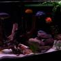 freshwater fish - pseudotropheus estherae - red zebra cichlid stocking in 55 gallons tank - 55 gallon mbuna tank