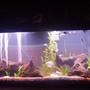 55 gallons freshwater fish tank (mostly fish and non-living decorations) - 55g freshwater