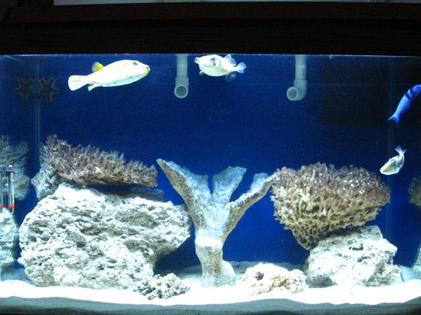 Rated #41: 75 Gallons Saltwater Fish Tank - 75 gallon