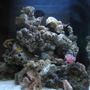 corals inverts - protula bispiralis - hard tube coco worm stocking in 35 gallons tank - My tank - 2.5 months old