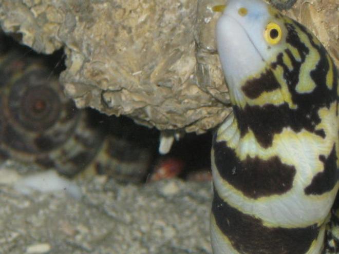 saltwater fish - echidna nebulosa - snowflake eel stocking in 75 gallons tank - Snowflake & Hermit Crab