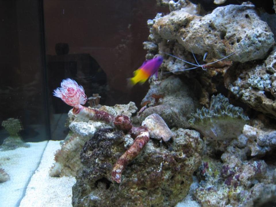 corals inverts - protula bispiralis - hard tube coco worm stocking in 35 gallons tank - fish