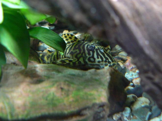 freshwater fish - peckoltia sp. - leopard frog pleco (l134) stocking in 55 gallons tank - my pleco L 134
Looks like a tiger in the forest
