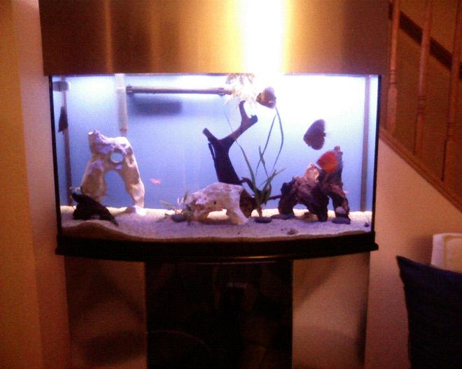 46 gallons freshwater fish tank (mostly fish and non-living decorations) - new layout