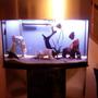 46 gallons freshwater fish tank (mostly fish and non-living decorations) - new layout