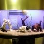 fish tank picture - new layout