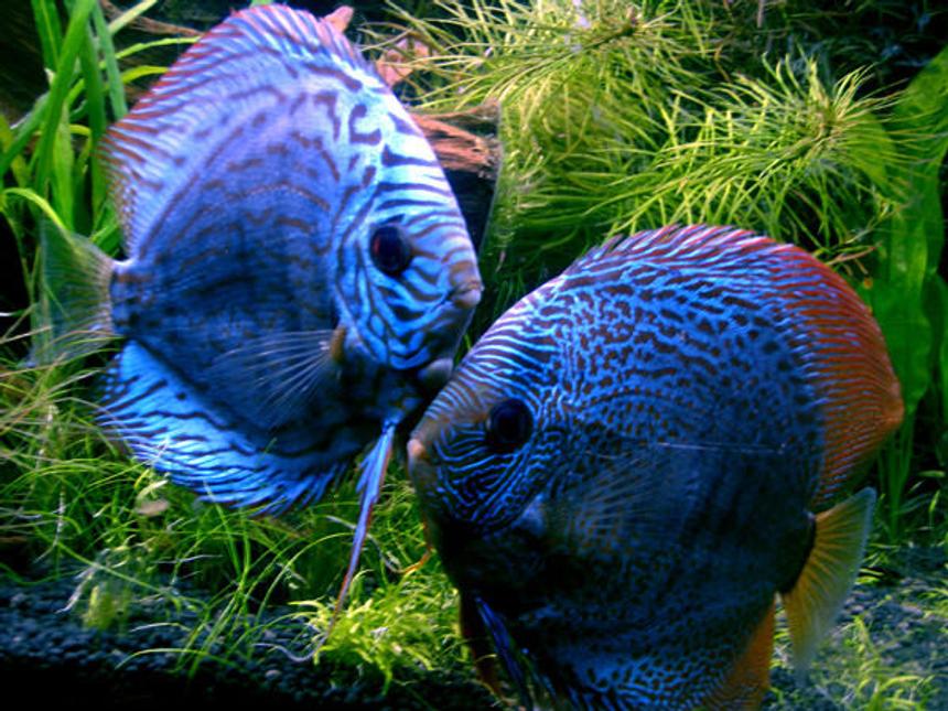 Rated #8: Freshwater Fish - Blue Turquoise Discus Stocking In 30 Gallons Tank - My Discus