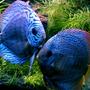 freshwater fish - blue turquoise discus stocking in 30 gallons tank - My Discus
