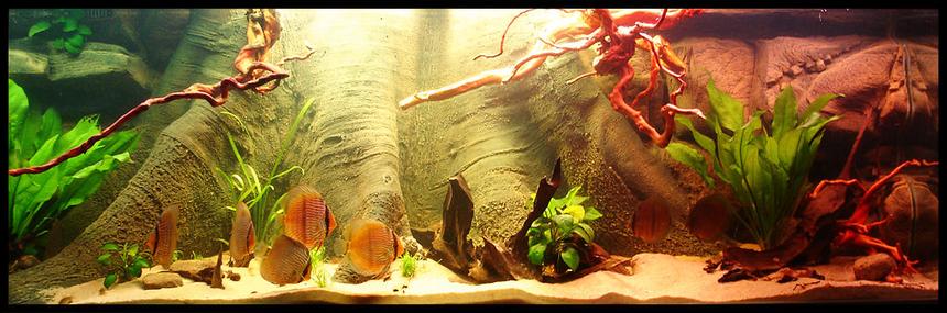 Rated #26: 187 Gallons Planted Tank - 720L Heckel Symphysodon Discus Biotope.