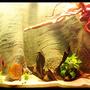 187 gallons planted tank (mostly live plants and fish) - 720L Heckel Symphysodon Discus Biotope.