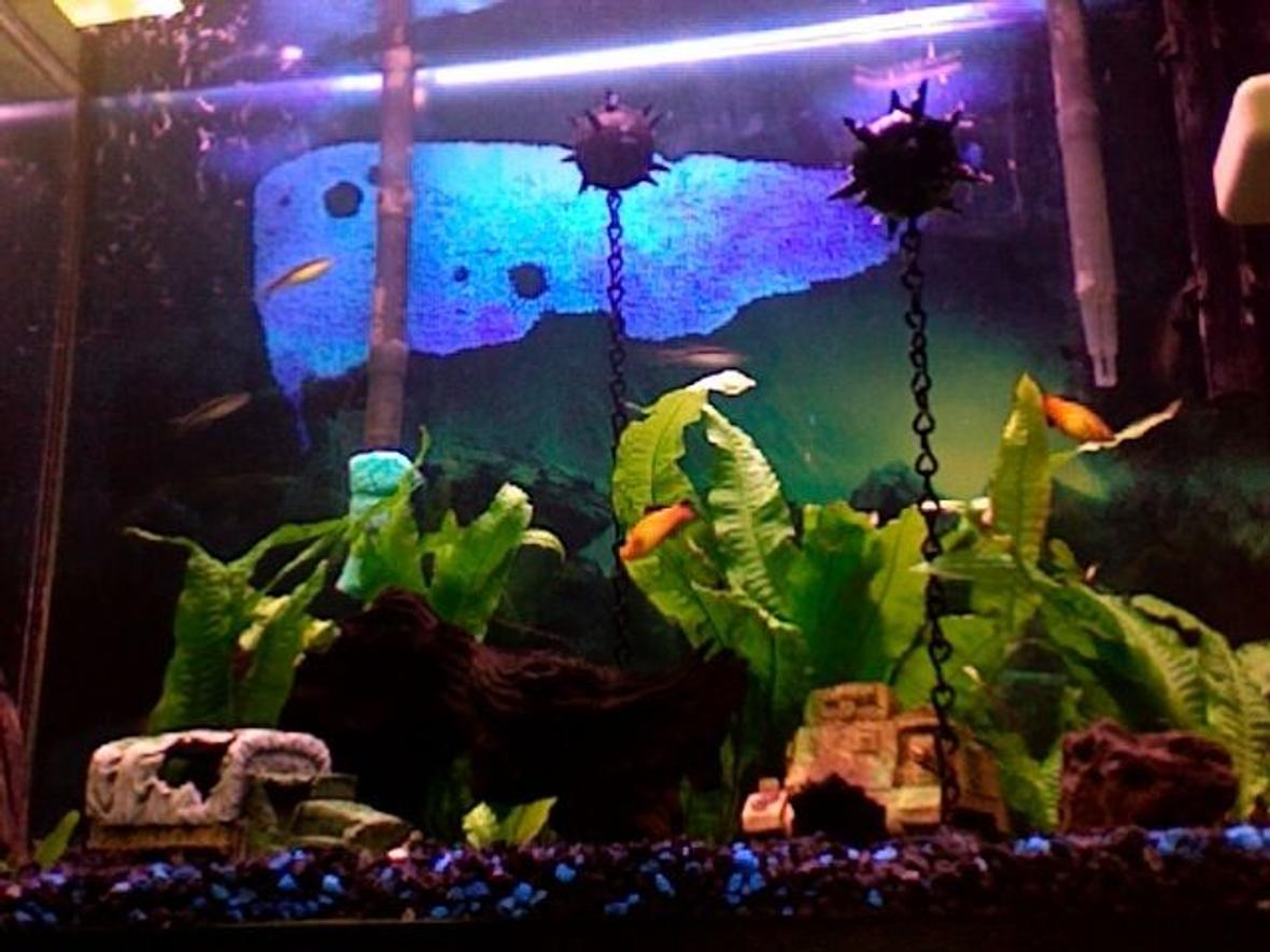 freshwater fish - xiphophorus maculatus - platy stocking in 35 gallons tank - WW2 theme - Sea Mines