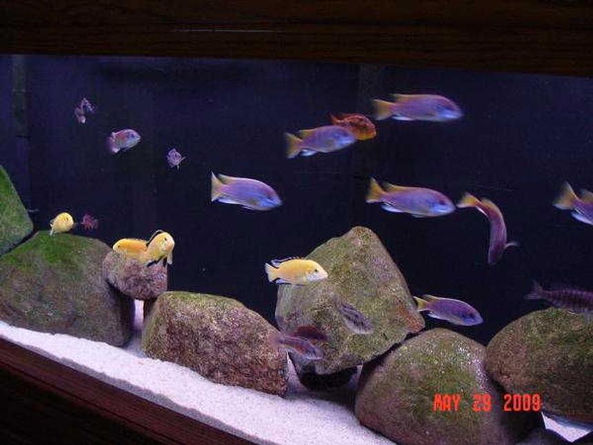 Rated #942: 180 Gallons Freshwater Fish Tank - CLOSEUP