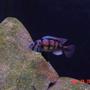 freshwater fish - astatotilapia latifasciata - zebra obliquidens stocking in 180 gallons tank - MY VICTORIAN