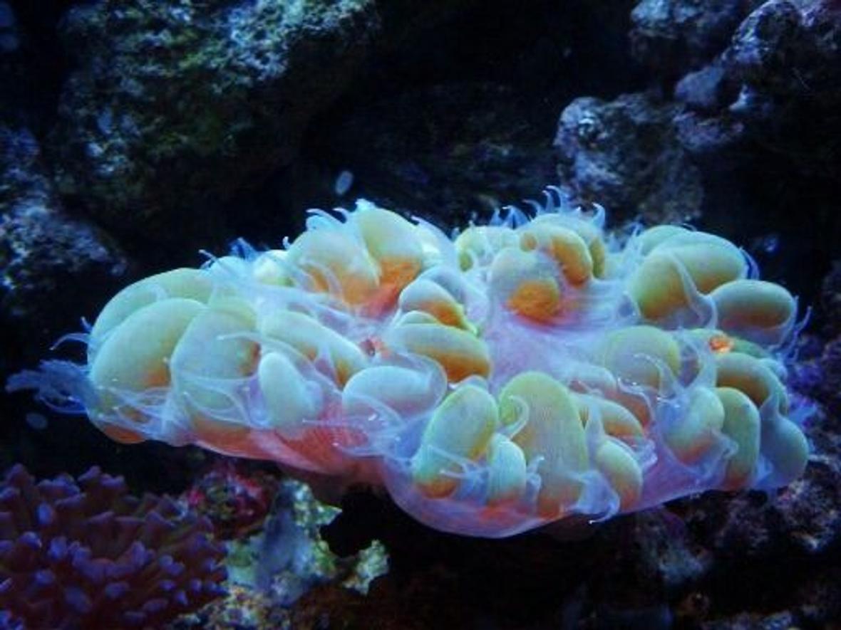corals inverts - plerogyra sinuosa - bubble coral, green stocking in 27 gallons tank - bubble coral