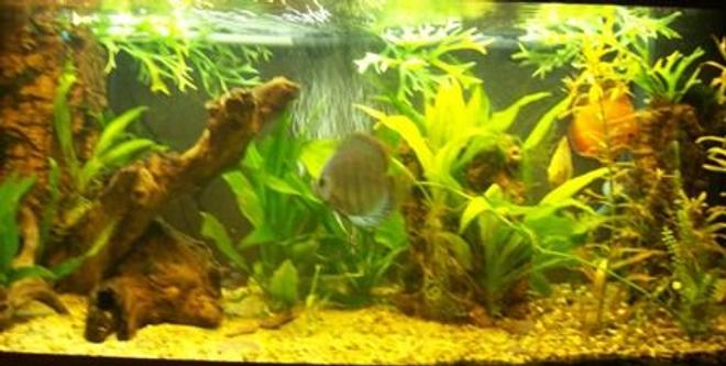 40 gallons planted tank (mostly live plants and fish) - my rio 180,
date taken 2/6/09