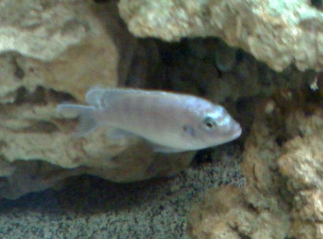 freshwater fish - metriaclima callainos - cobalt blue zebra cichlid stocking in 65 gallons tank - Unknown (big blue)