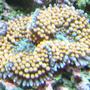 corals inverts - ricordea florida - ricordea mushroom, gold/orange (caribbean) stocking in 125 gallons tank - ricordia